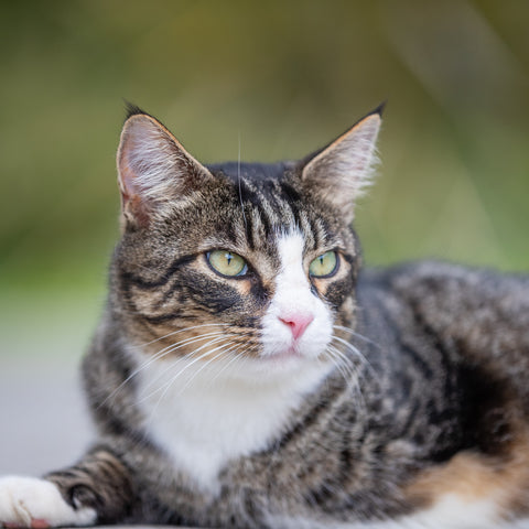 Cat Dry Food
